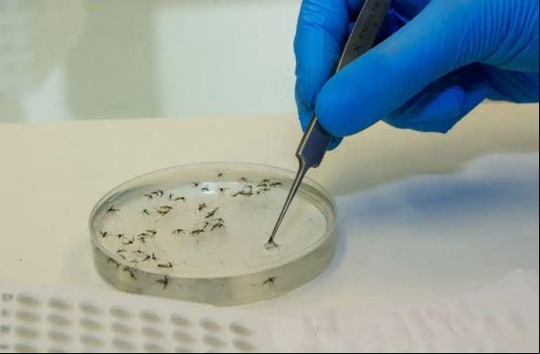 A febre Oropouche é transmitida por mosquitos