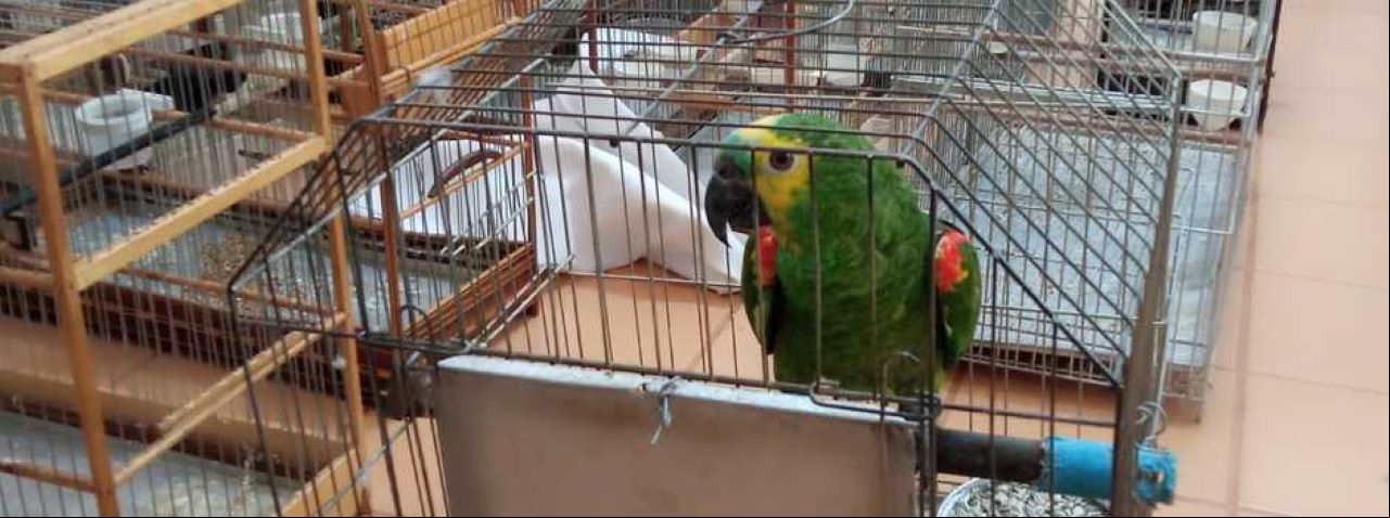 Ação resultou na apreensão de 26 aves — incluindo espécies como curió, papagaio e trinca-ferro