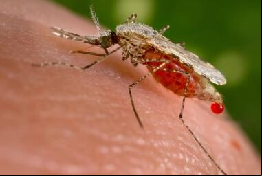 A malária é uma doença infecciosa causada por um mosquito