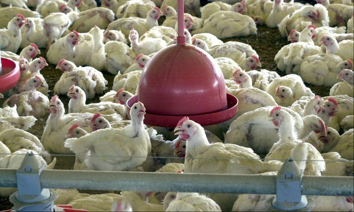 O Brasil é o terceiro maior produtor de frango do mundo